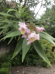 × chitalpa tashkentensis