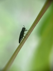 Agrilus angustulus