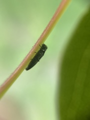 Agrilus angustulus