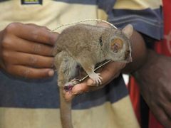Microcebus murinus