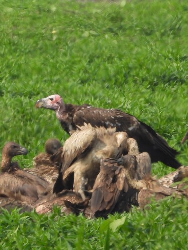 Lappet-faced Vulture