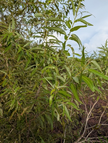 Salix caroliniana