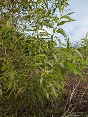 Salix caroliniana
