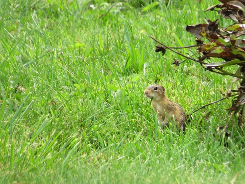 Thirteen-lined Ground Squirrel observed by toad-wife