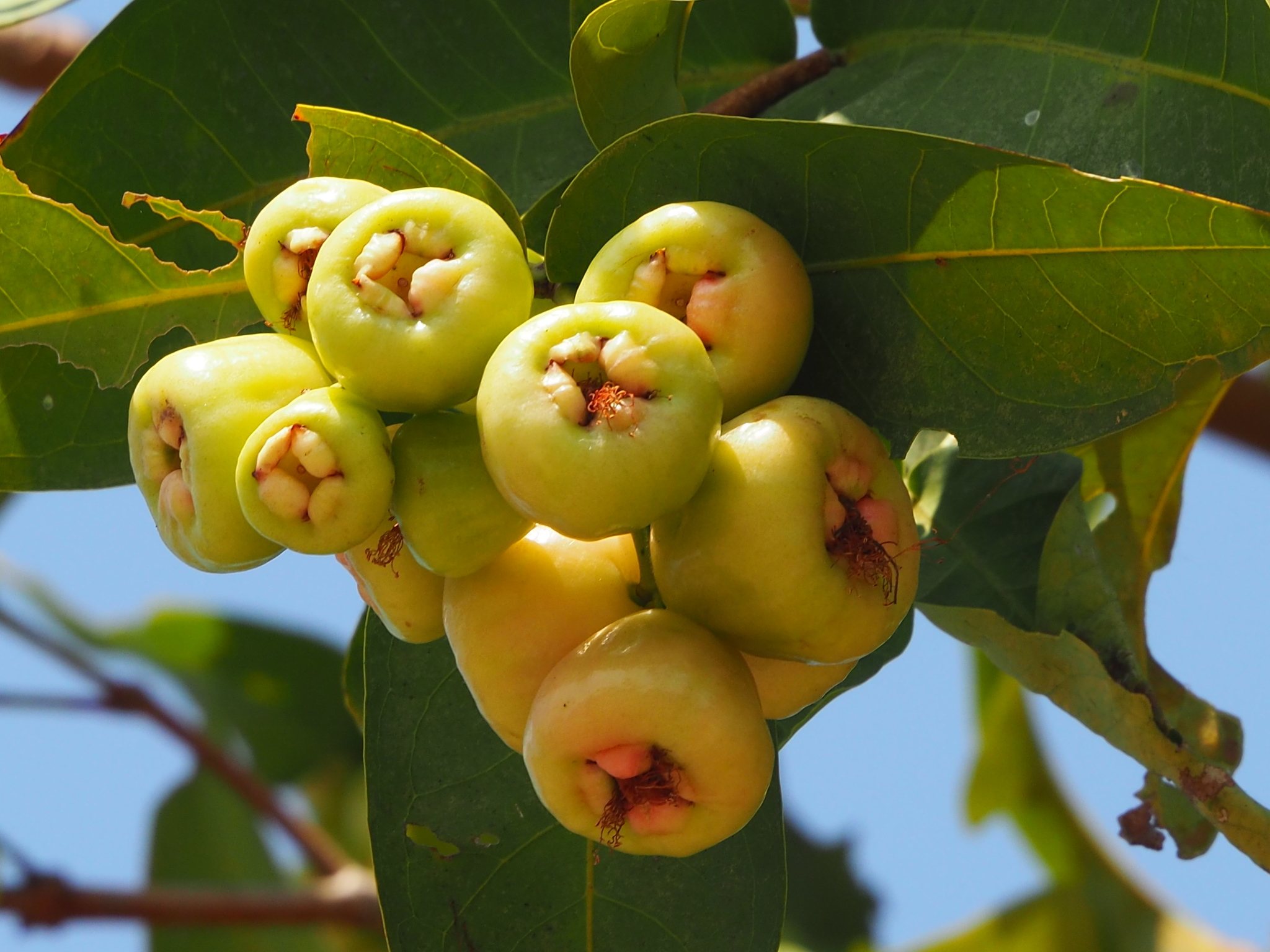 Syzygium samarangense
