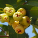 Syzygium samarangense - Photo no hay derechos reservados, subido por 葉子