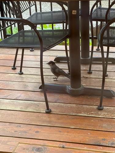 Canada Jay