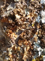 Melanohalea septentrionalis