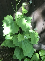 Alliaria petiolata