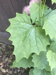 Alliaria petiolata