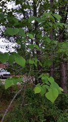 Cercis canadensis