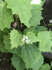 Alliaria petiolata