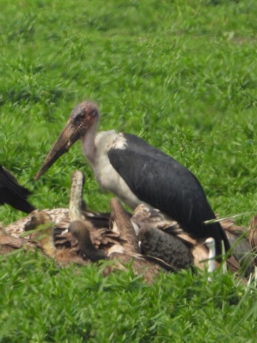 Marabou Stork