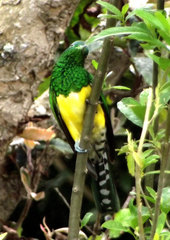 Chrysococcyx cupreus