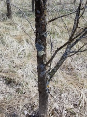 Melanohalea septentrionalis