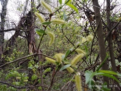 Salix
