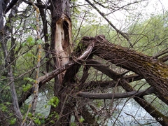 Salix