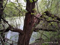 Salix