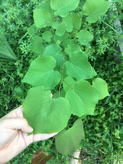Cercis canadensis