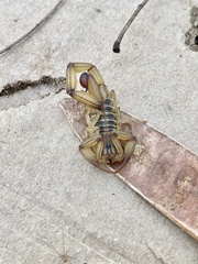 Centruroides elegans