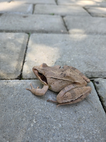 Agile Frog