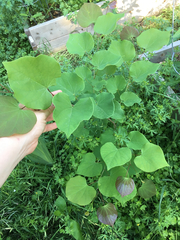 Cercis canadensis