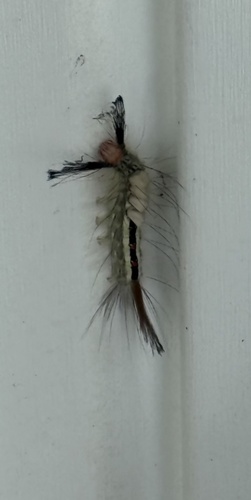 White-marked Tussock Moth