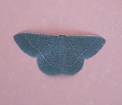 Phaiogramma etruscaria