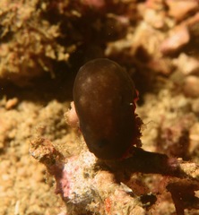Dendrodoris