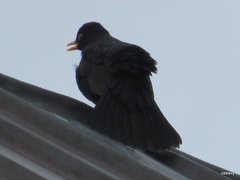 Turdus merula