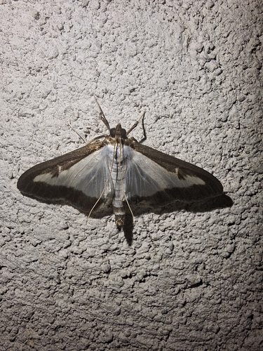 Box Tree Moth
