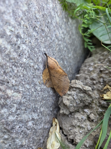 poplar lappet