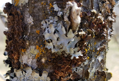 Melanohalea septentrionalis