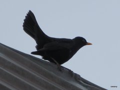 Turdus merula