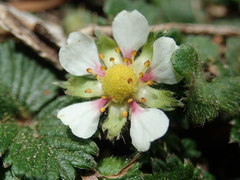 Fragaria hayatae