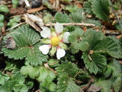 Fragaria hayatae