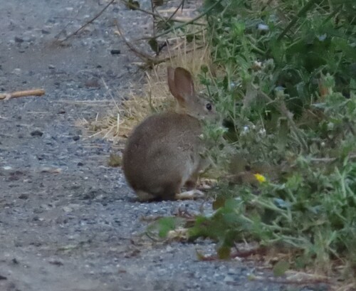 Brush Rabbit observed by egines5