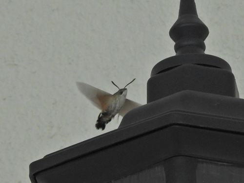 Eurasian Hummingbird Hawkmoth