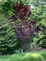 Prunus triloba