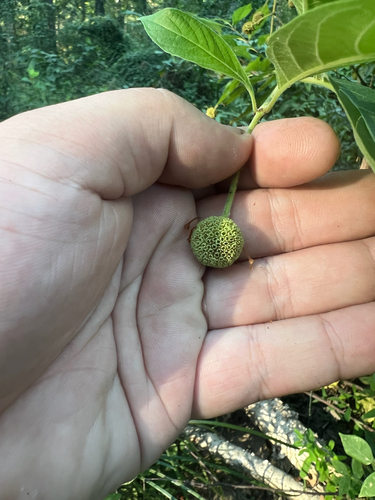 buttonbush