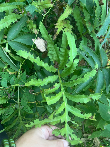 sensitive fern