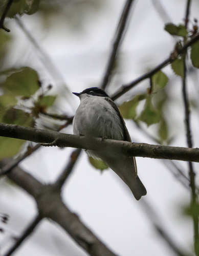 iNaturalist image