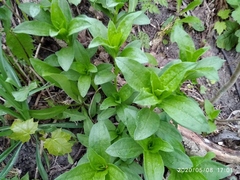 Saponaria officinalis