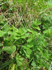 Pimpinella major