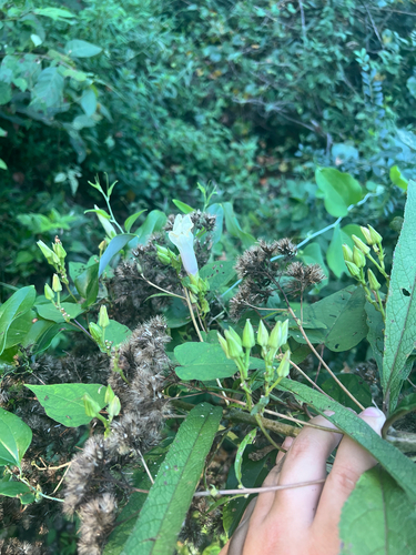 wild potato vine