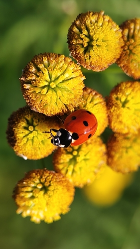 Seven-spotted Lady Beetle