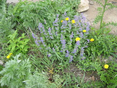 Nepeta racemosa racemosa