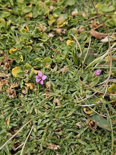 Moss Campion