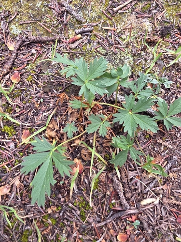 Potentilla diversifolia observed 2026-08-30