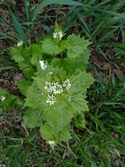 Alliaria petiolata